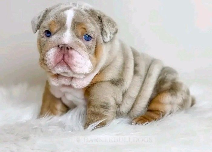 English Bulldogge Puppies