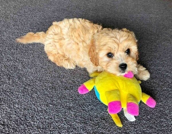 F1B Cavachon-Welpen, bereit für Ihr neues Zuhause
