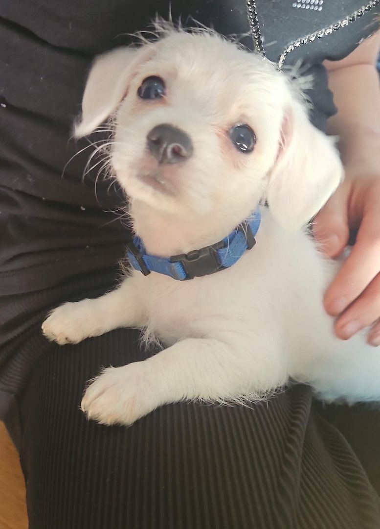 Malteser Chihuahua Welpe weiblich