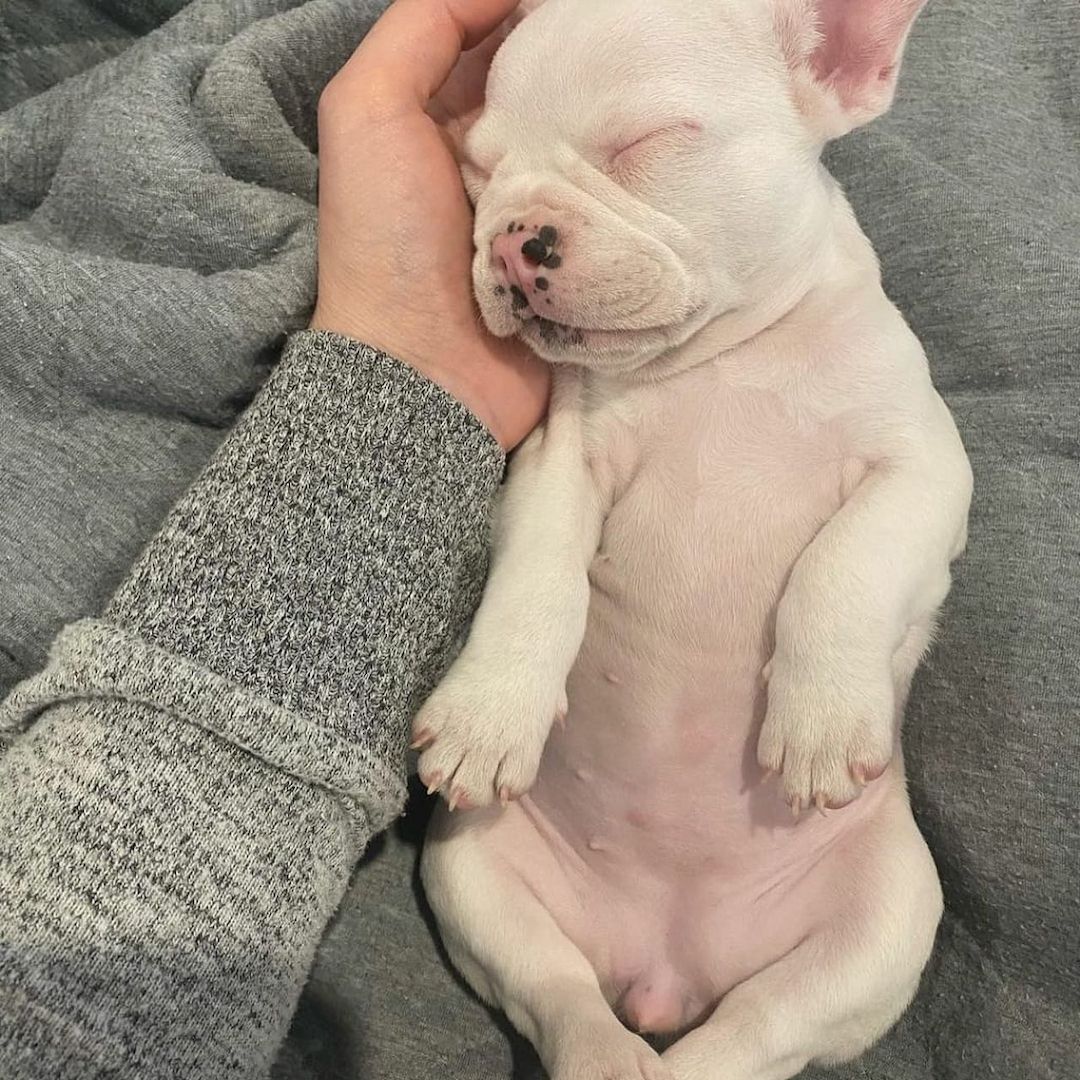 Französische Bulldoggenwelpen