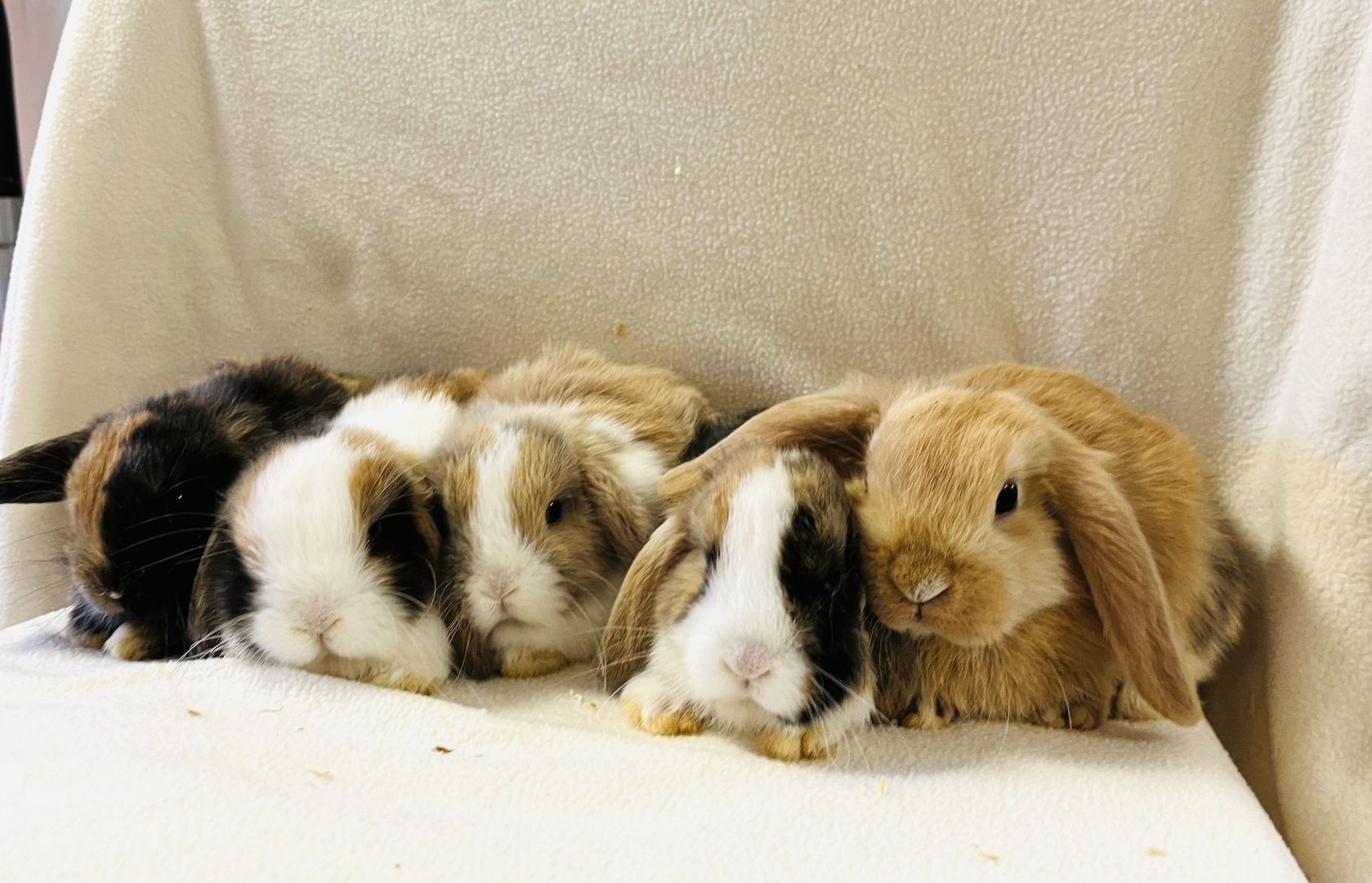 Zwergkaninchen Babys Minilop