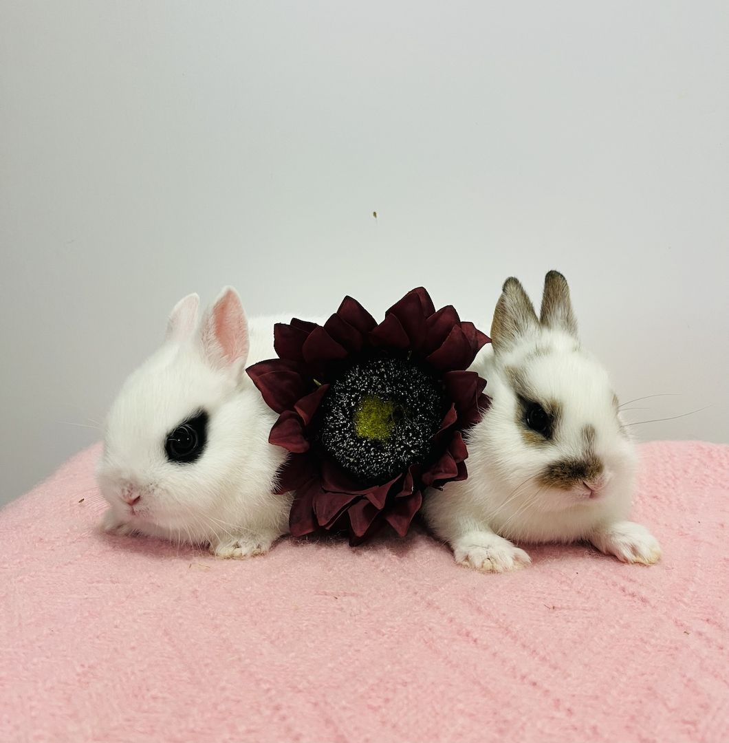 Zwergkaninchen Babys Minilop