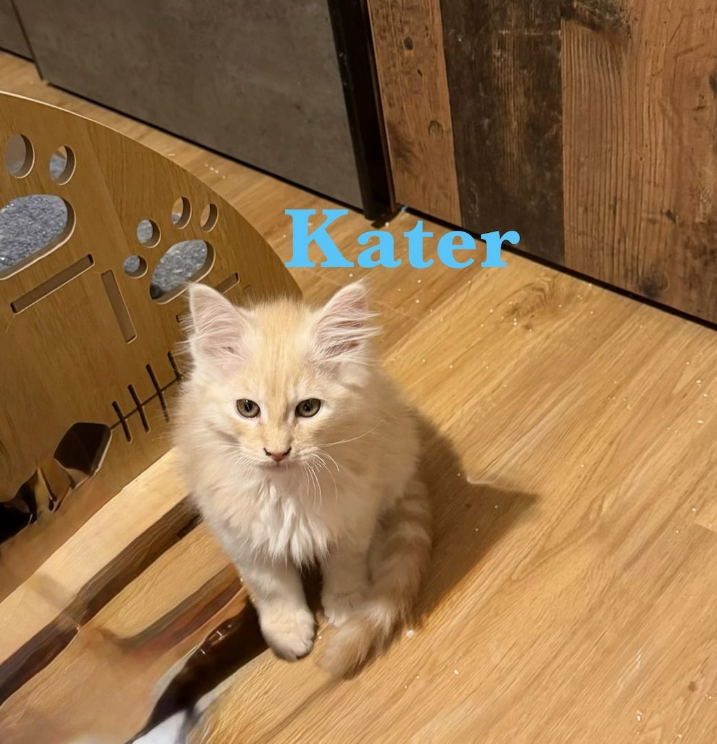 5 zuckersüße Maine Coon Kitten