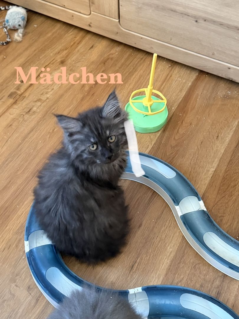 5 zuckersüße Maine Coon Kitten