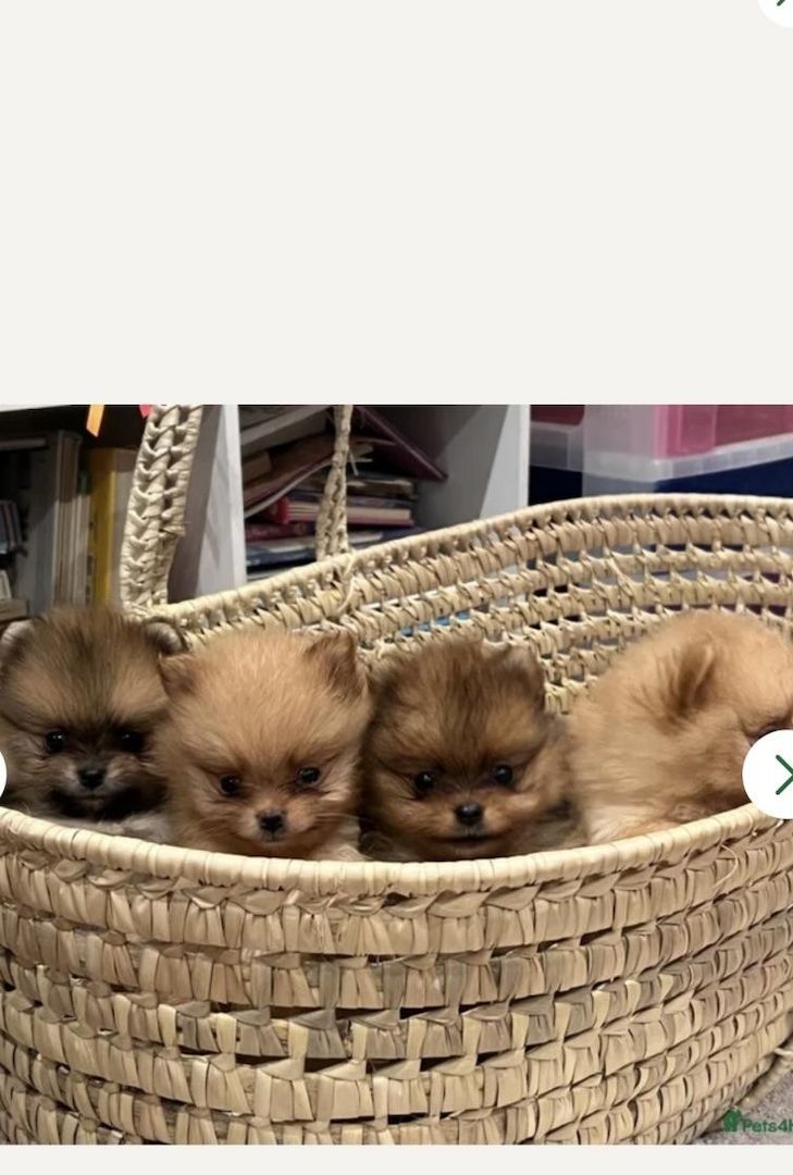 Bernese Mountain Dog
