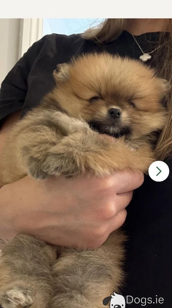 Bernese Mountain Dog