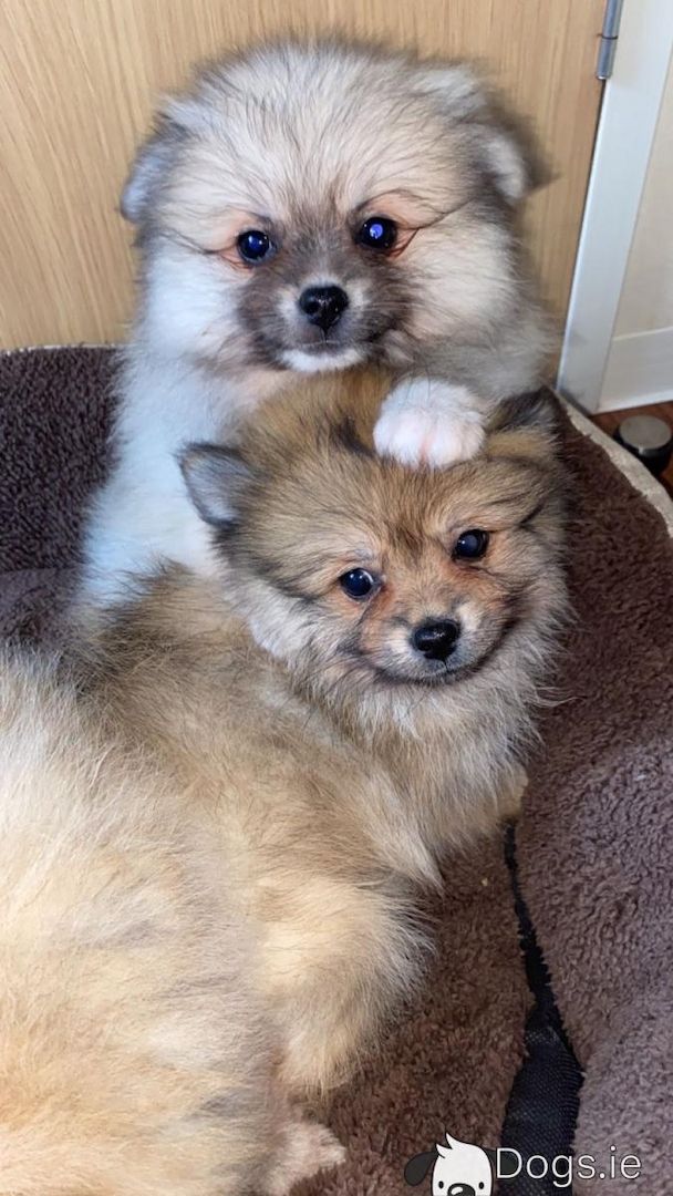 Pomeranian puppies