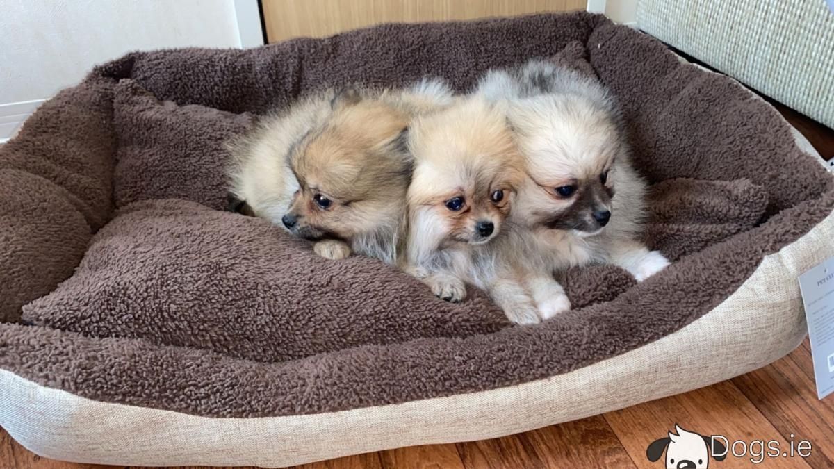 Pomeranian puppies