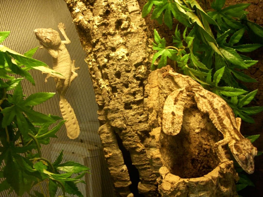 1.1 Uroplatus henkeli