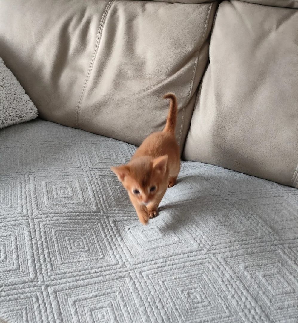 Wunderschönes Abessinier kätzchen