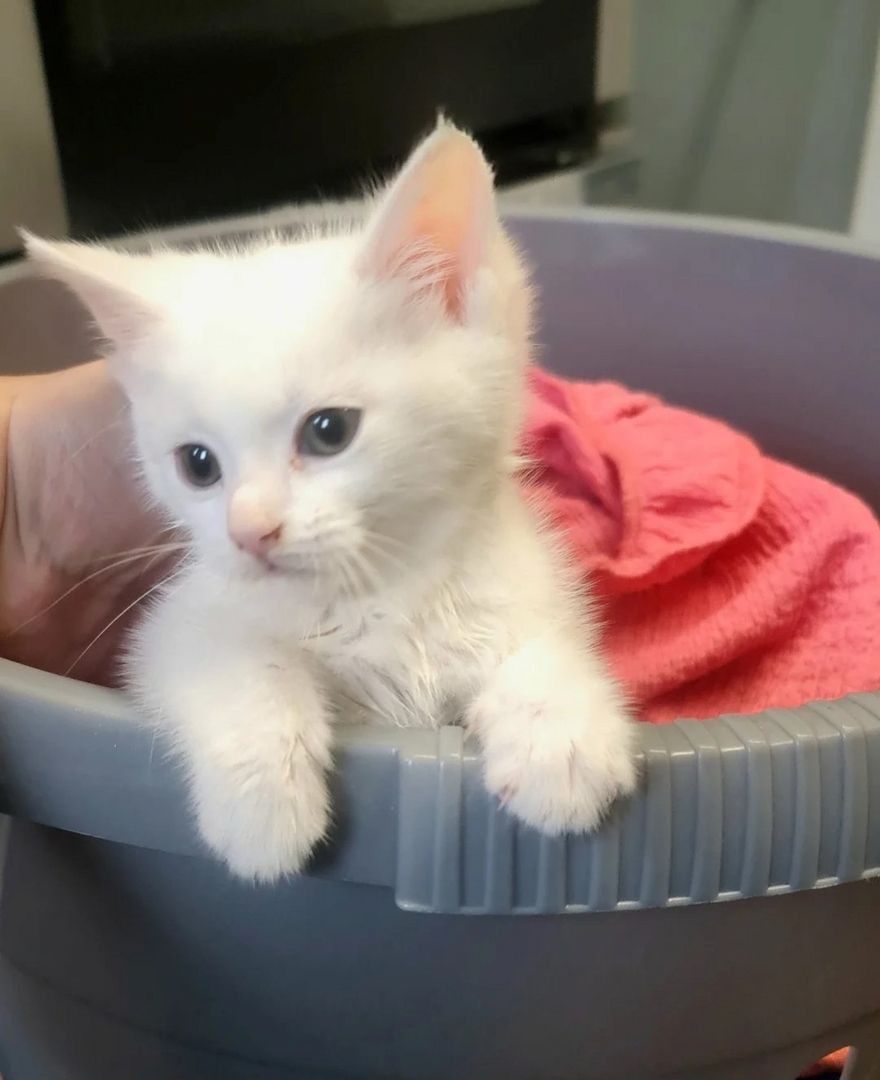 Türkisch Angora-Kätzchen