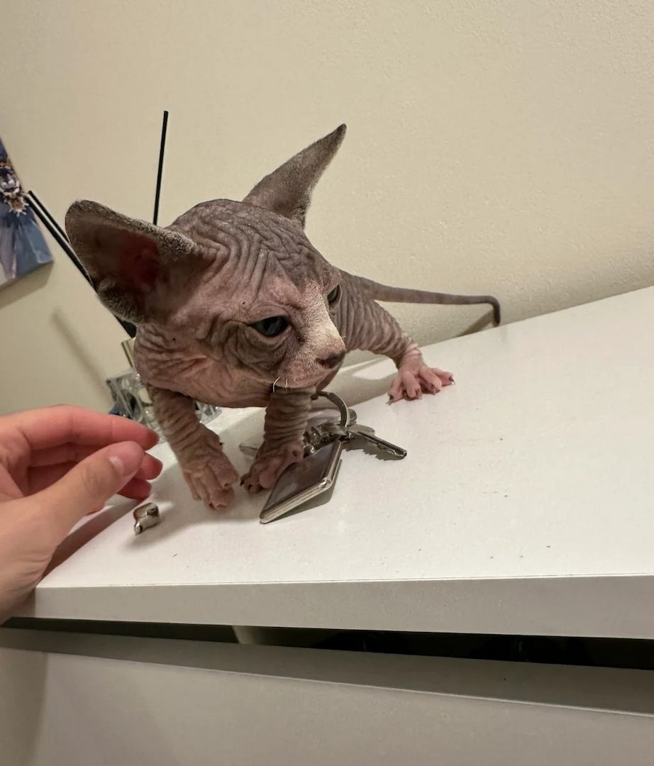 wunderschönen Sphynx-Babys kennen