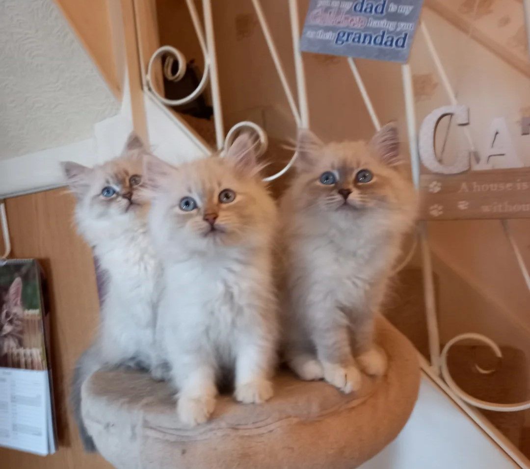 Super süße sibirische Kätzchen