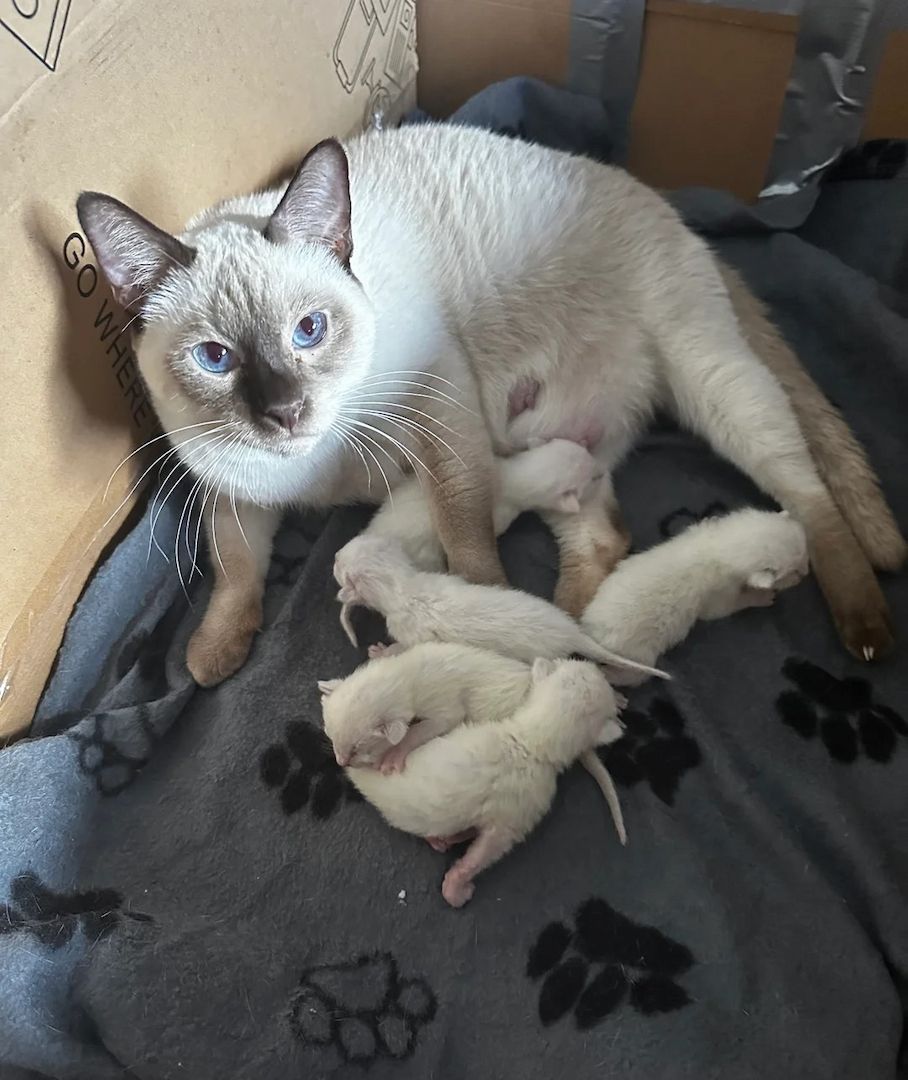 wunderschöner Siam katzen