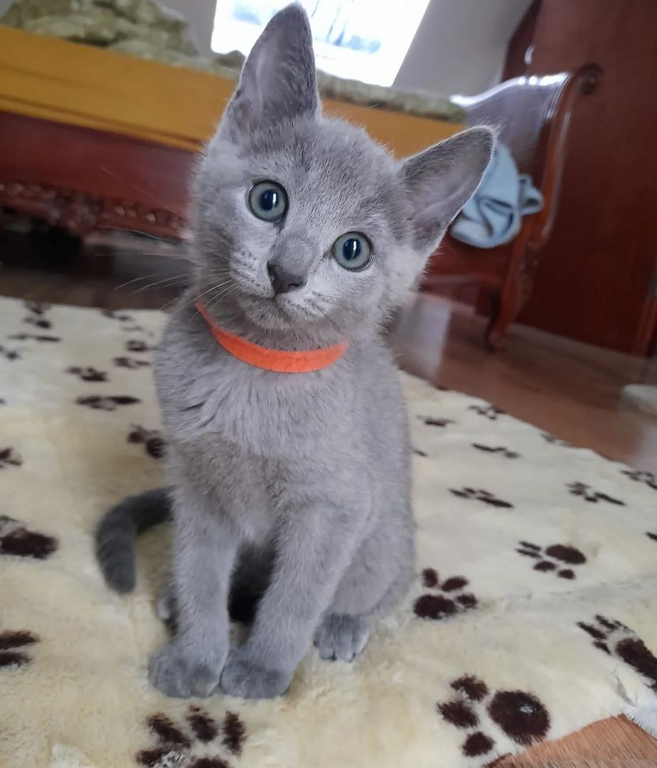 Russisch Blau Kätzchen