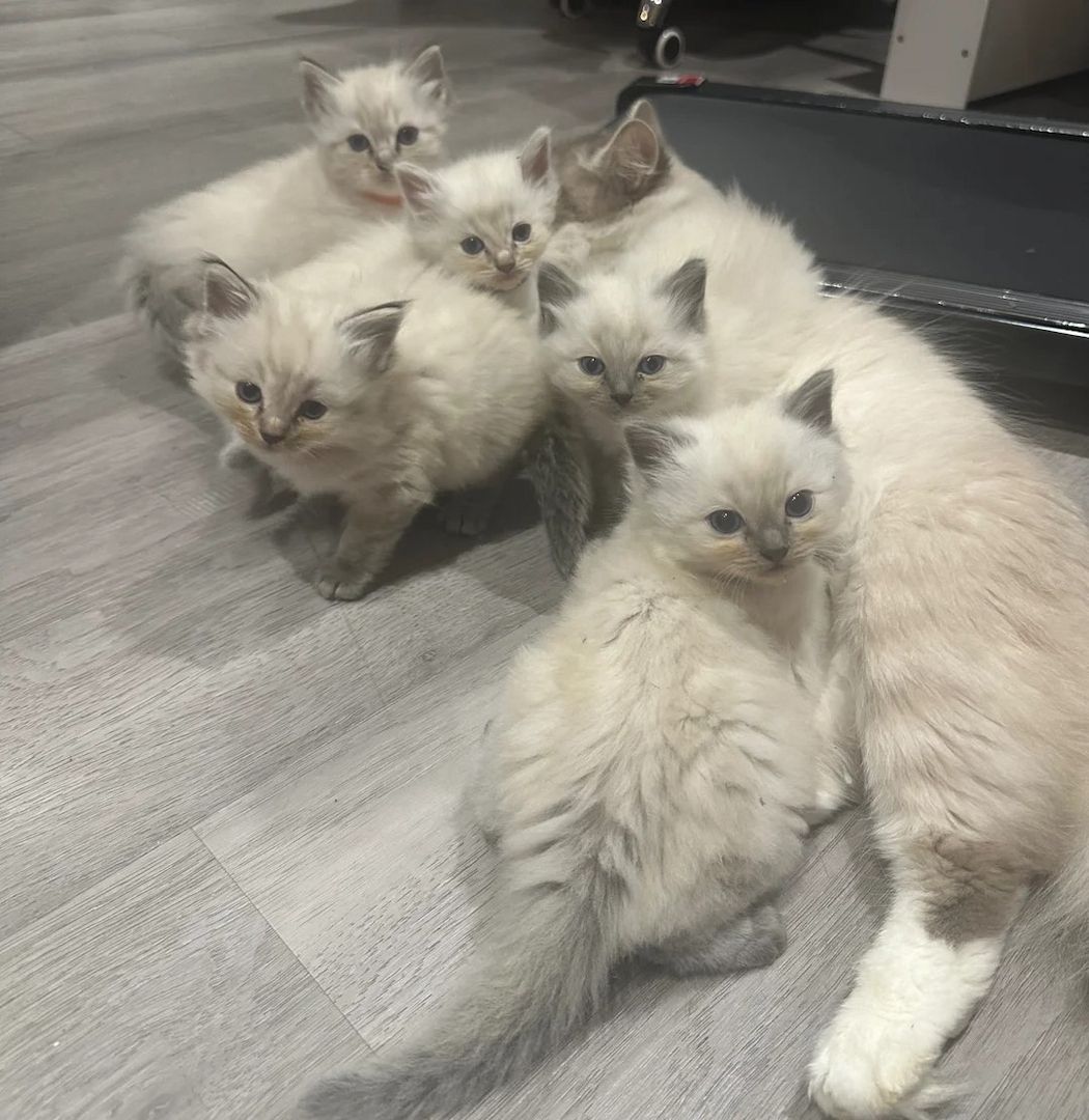 Ragdoll-Kätzchen zu verkaufen