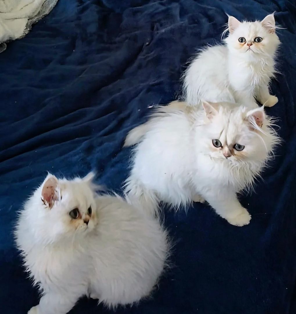 🌟Reinrassige Perser kätzchen