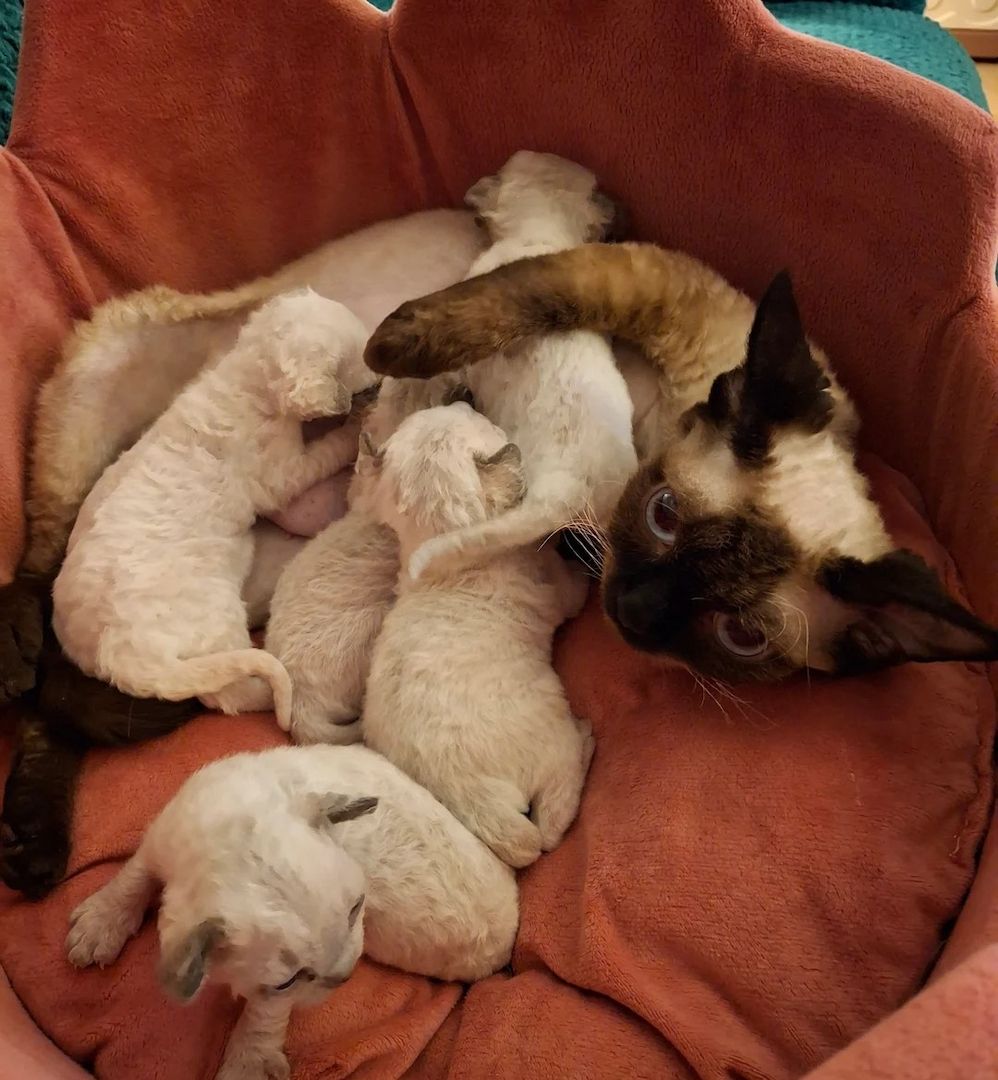 Wunderschöne Devon Rex-Kätzchen