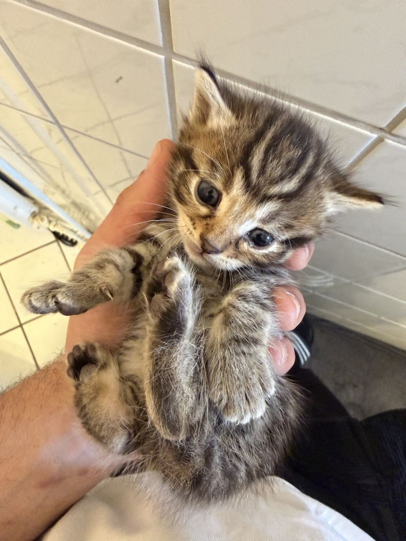 BENGAL/ DEUTSCHE WILDKATZE KITTEN