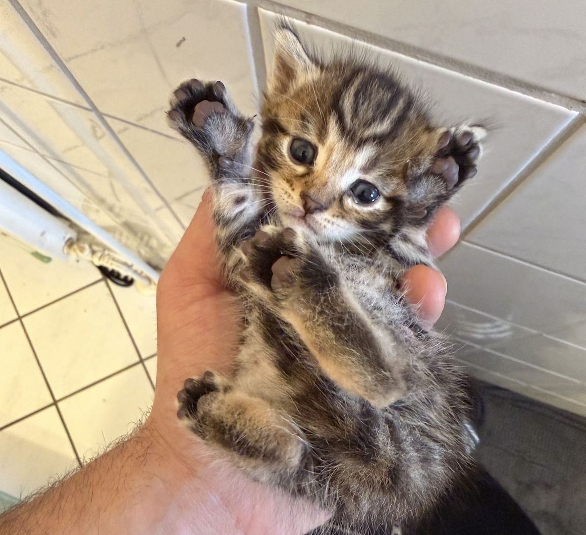 BENGAL/ DEUTSCHE WILDKATZE KITTEN