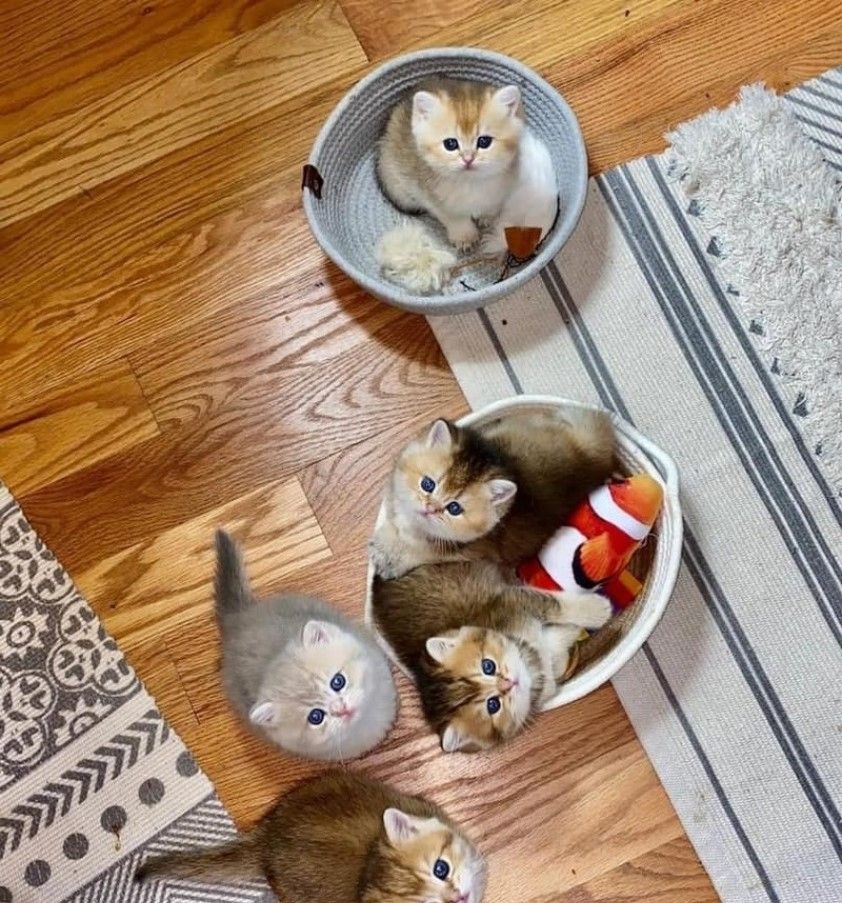 Liebevolle Munchkin-Kätzchen suchen ein neues Zuhause