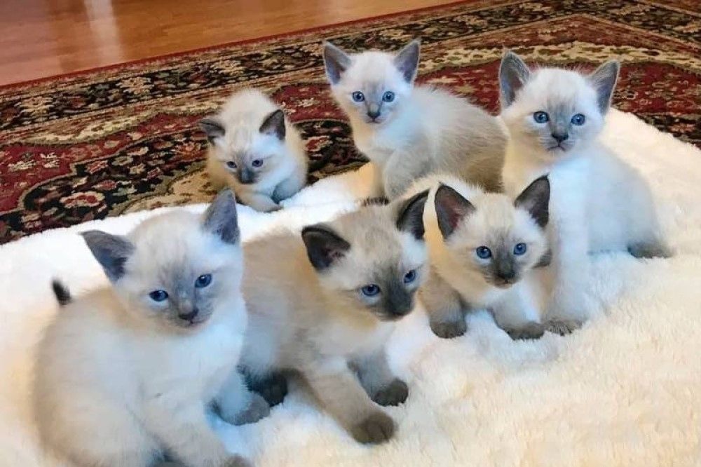 Wunderschöne Siamkätzchen suchen ein neues Zuhause