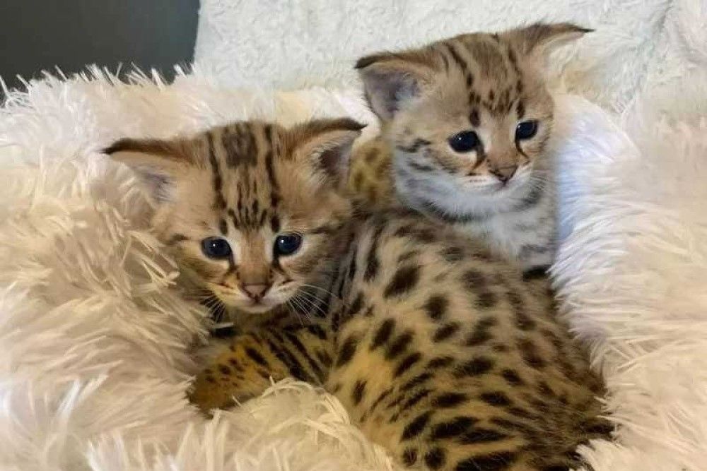 Wunderschöne Savannah-Kätzchen