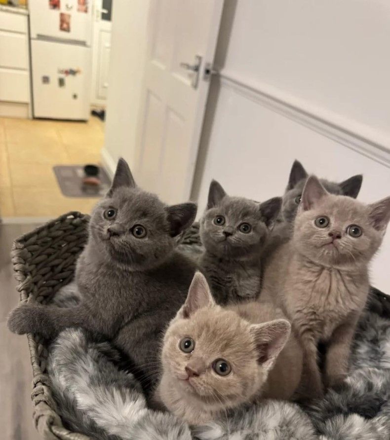 Blaue lilafarbene Britisch Kurzhaar-Kätzchen, männlich und weiblich