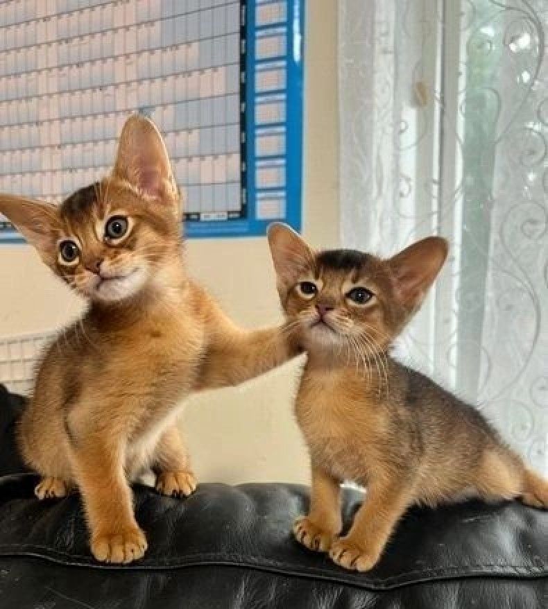 Wunderschöne Abessinier-Kätzchen