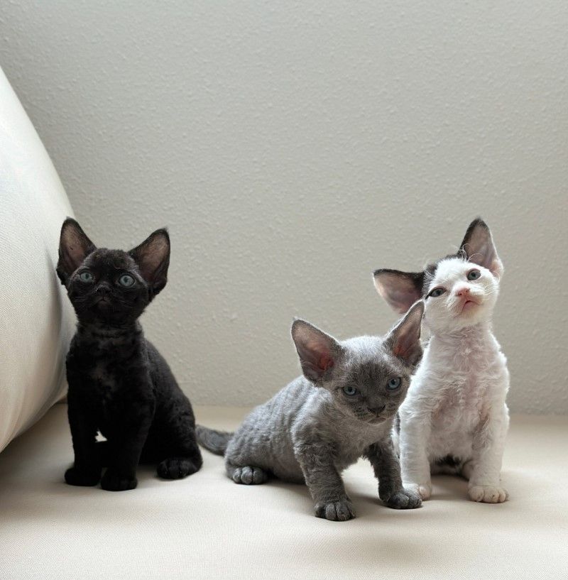 Bezauberndes Devon Rex-Kätzchen abzugeben