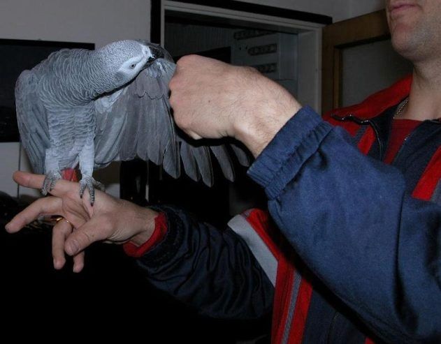 Sprechende Graupapageien