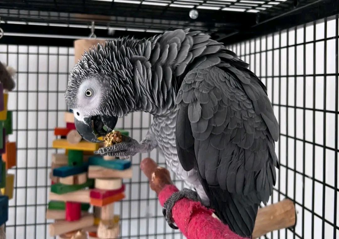 *Lernen Sie Luna kennen, einen liebenswerten Graupapagei*