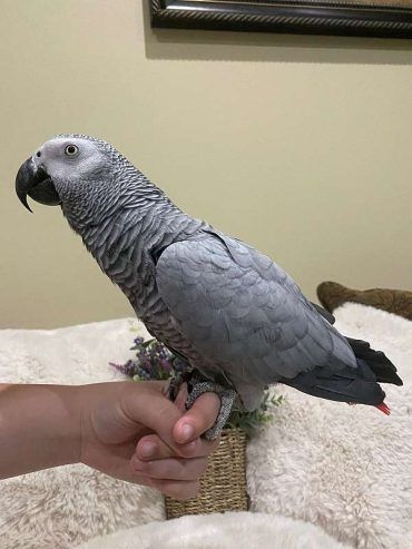 Baby-Graupapagei, handaufgezogen, zahm
