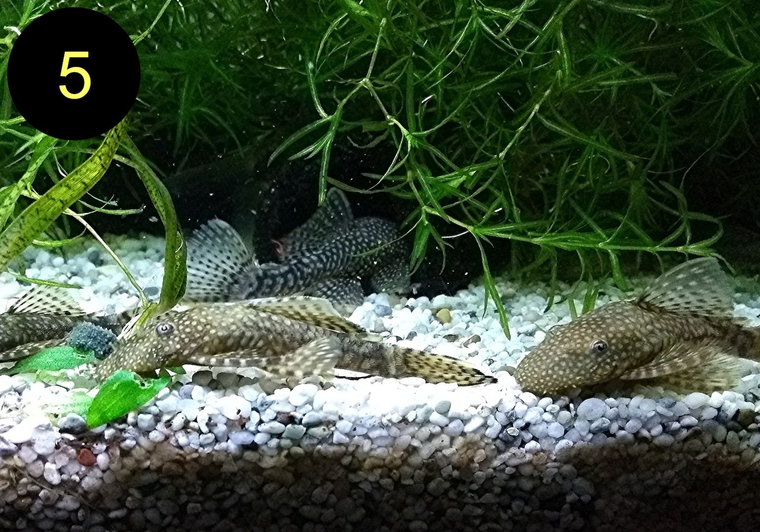 Ancistrus, Wels, Super Rot, Schildpatt, Gold/ Albino, Braun, ab 2€