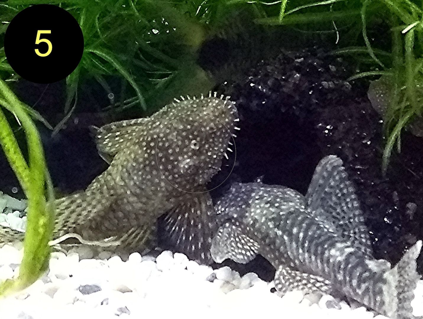 Ancistrus, Wels, Super Rot, Schildpatt, Gold/ Albino, Braun, ab 2€