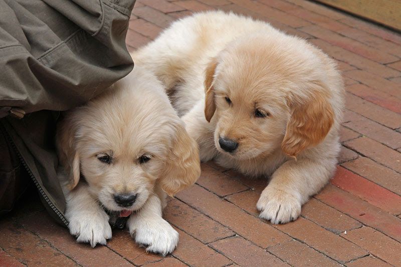 Golden-Retriever-Welpen abzugeben
