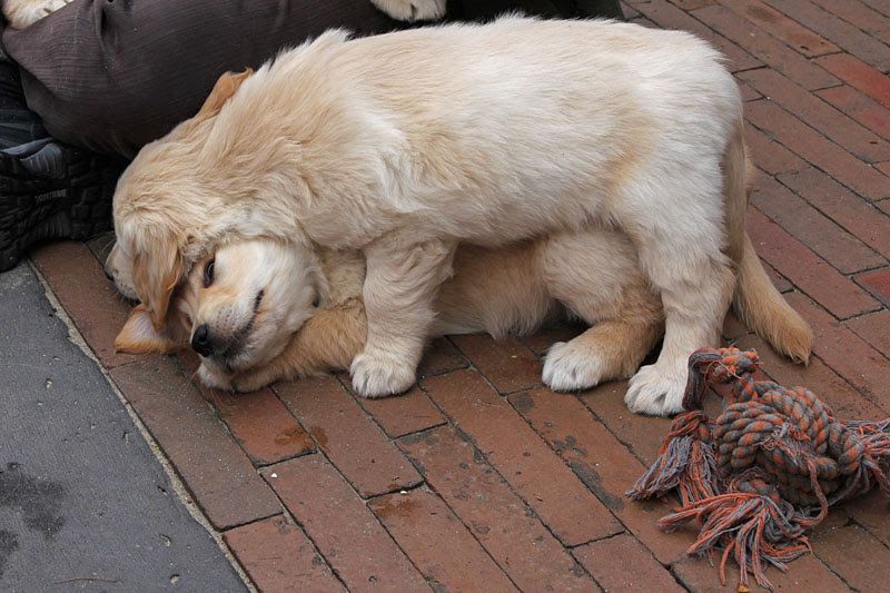 Golden-Retriever-Welpen abzugeben