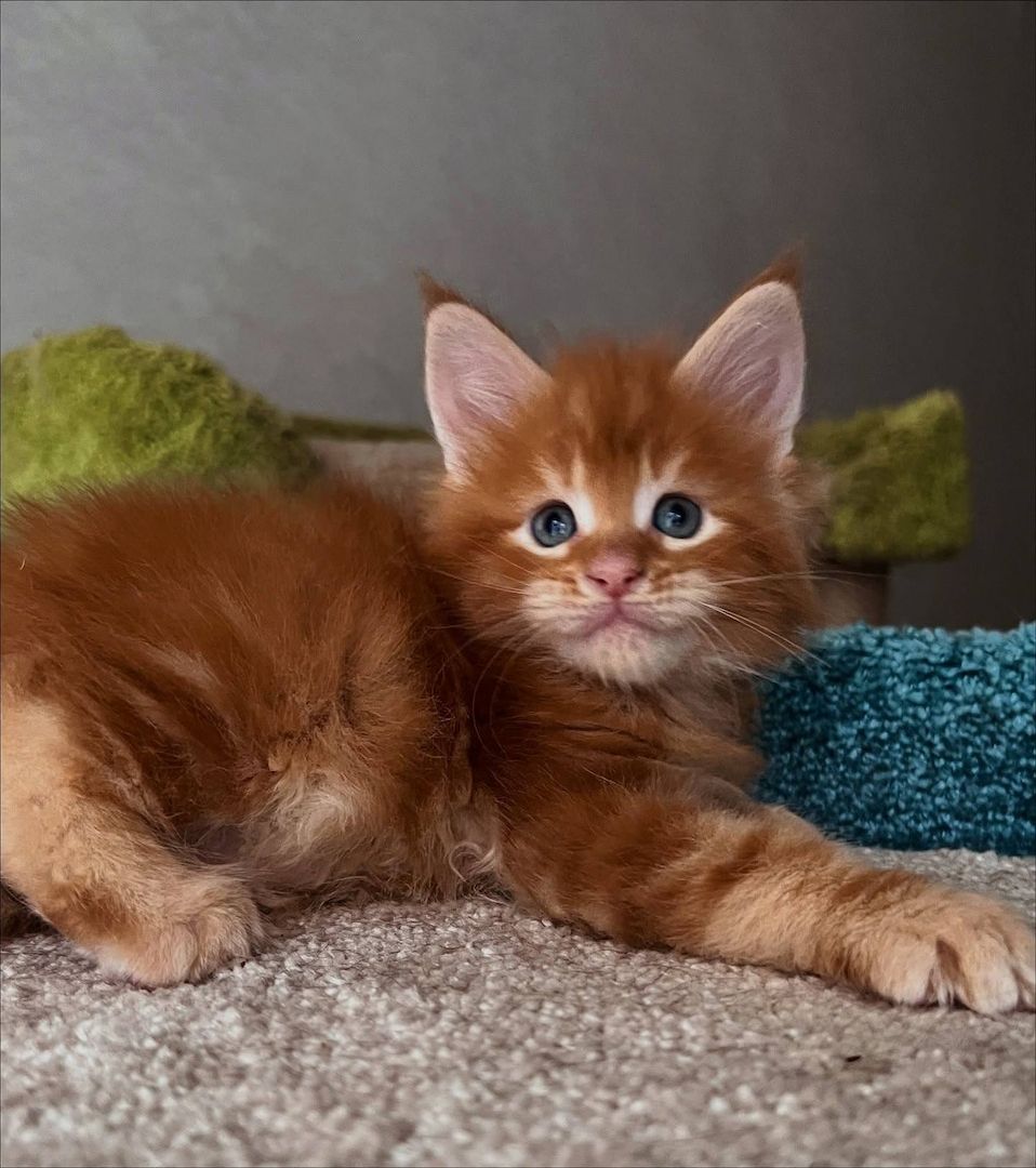 Maine Coon Kitten mit Stammbaum