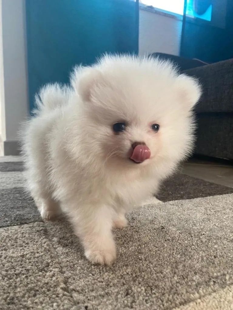 Pomeranian Zwergspitz Mädchen Welpe sucht ein neues schönes Zuhause.