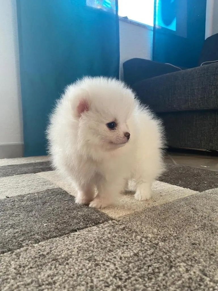 Pomeranian Zwergspitz Mädchen Welpe sucht ein neues schönes Zuhause.