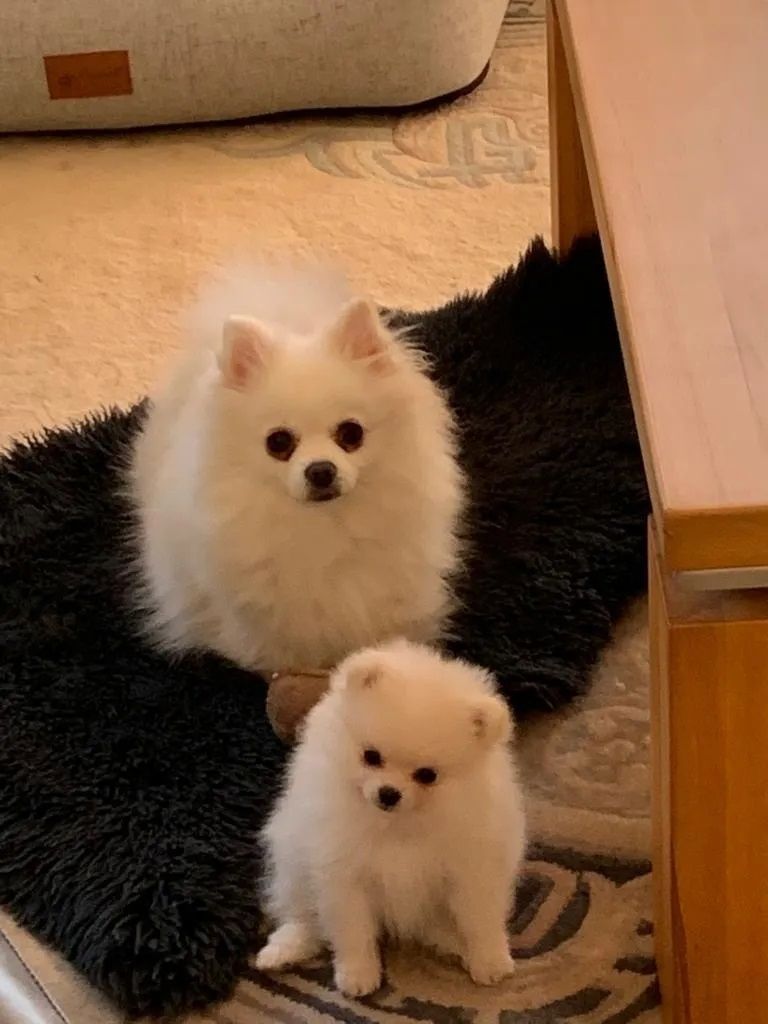 Pomeranian Zwergspitz Mädchen Welpe sucht ein neues schönes Zuhause.
