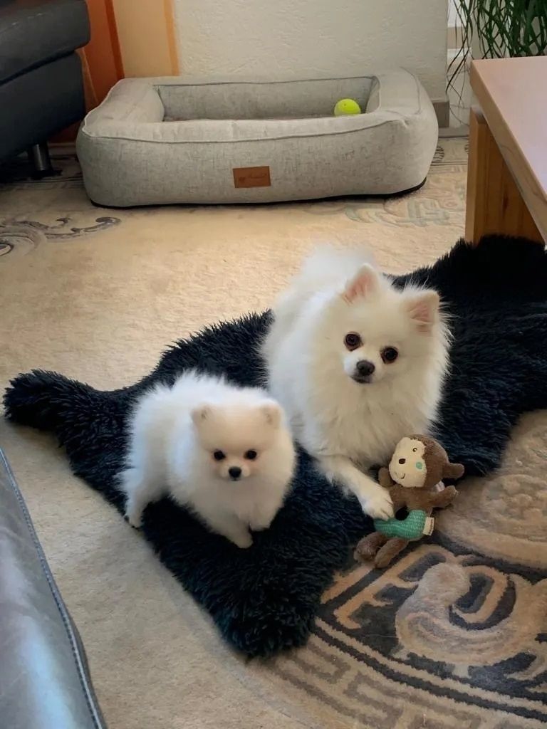 Pomeranian Zwergspitz Mädchen Welpe sucht ein neues schönes Zuhause.