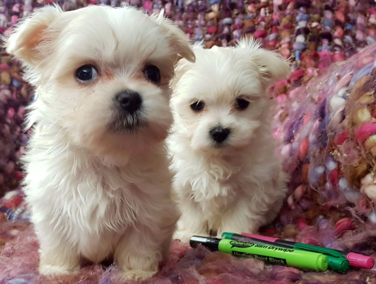 Reinrassige Malteser Welpen