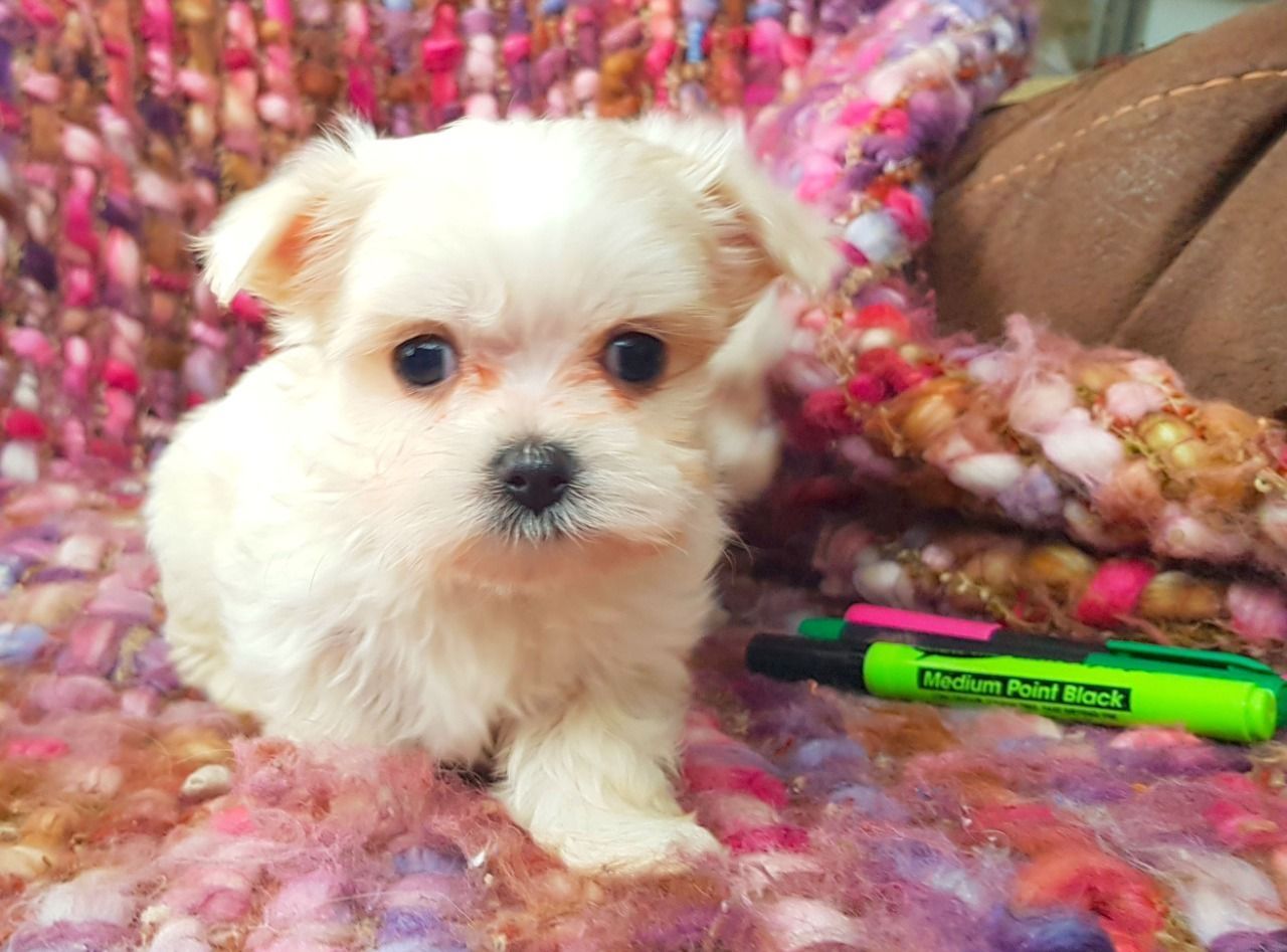 Reinrassige Malteser Welpen