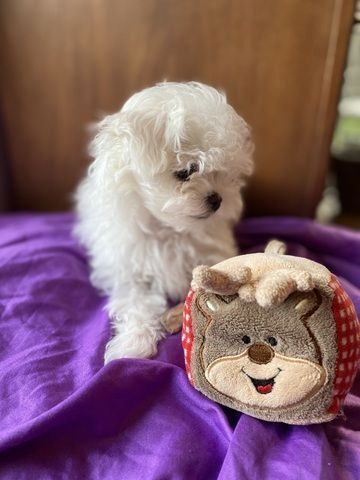 Reinrassige Malteser Welpen