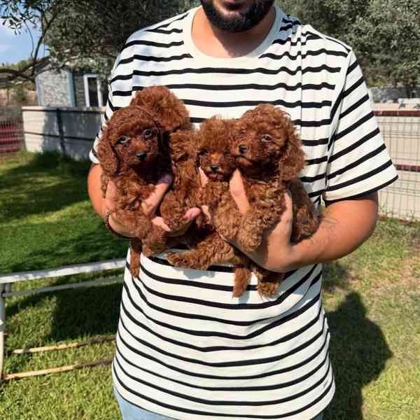 Zwergpudelwelpen für ein neues Zuhause