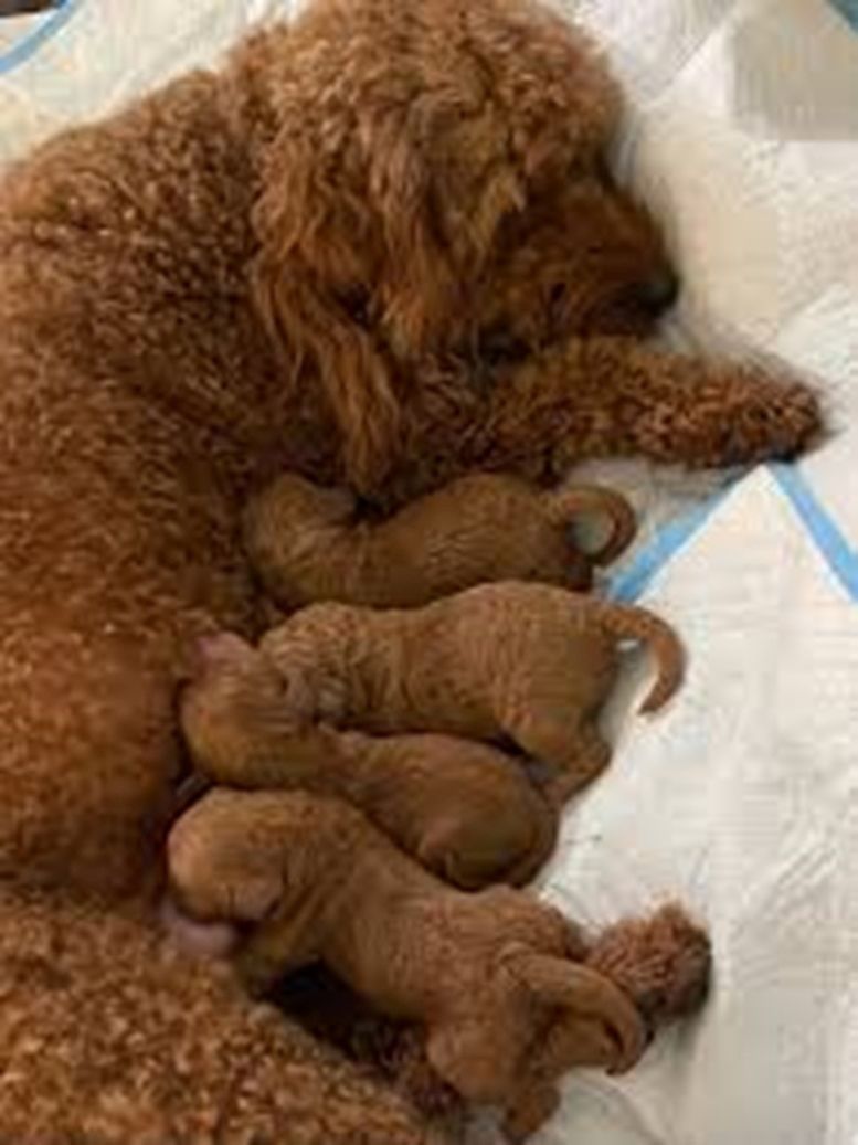 Bezaubernde Pudelwelpen! 🐾 (Toy & Zwerg) – Ab sofort abzugeben