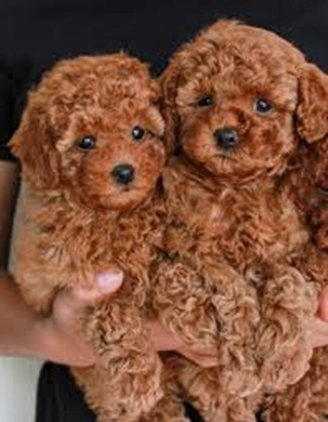 Bezaubernde Pudelwelpen! 🐾 (Toy & Zwerg) – Ab sofort abzugeben