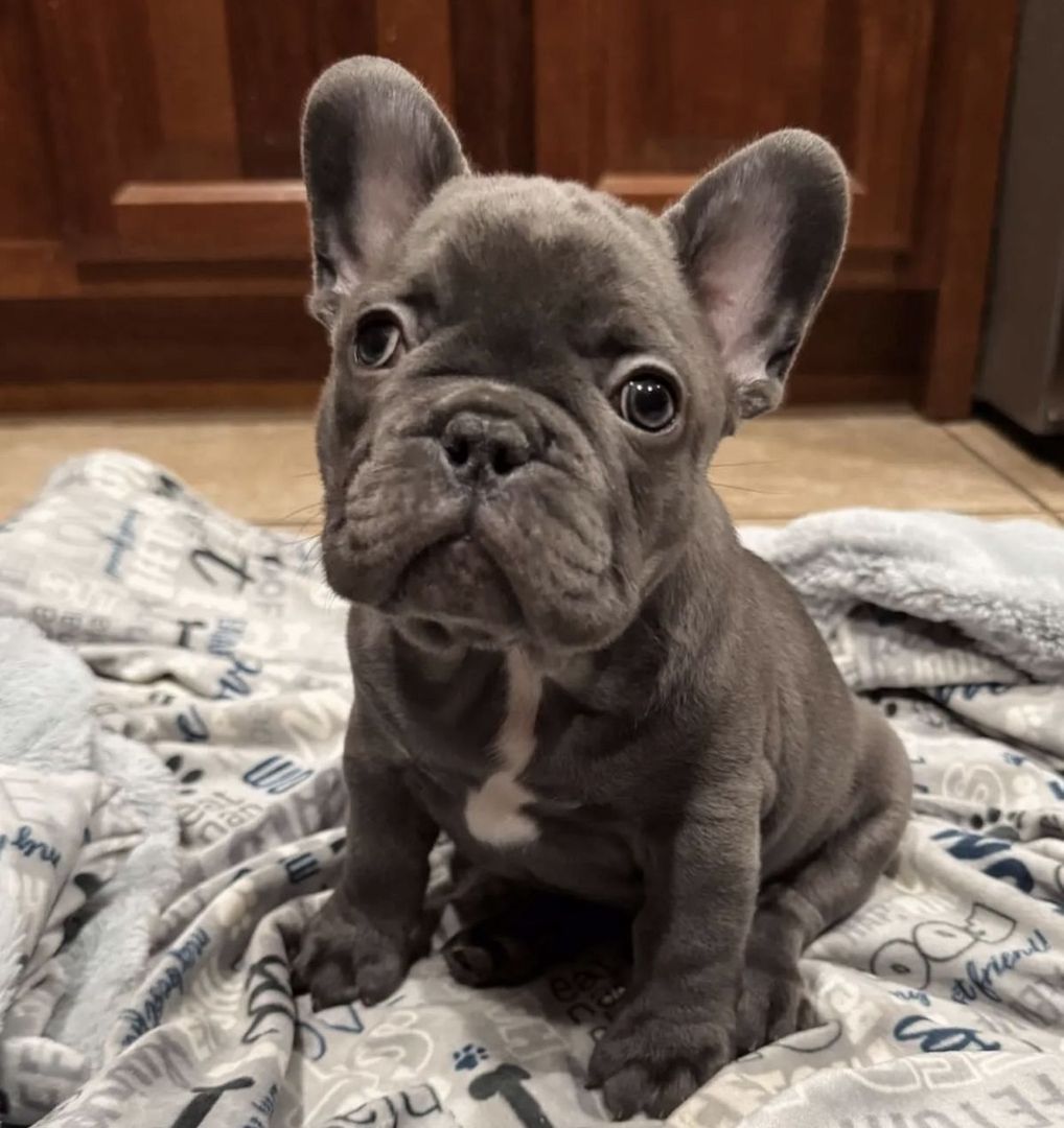 Französische Bulldoggenwelpen abzugeben