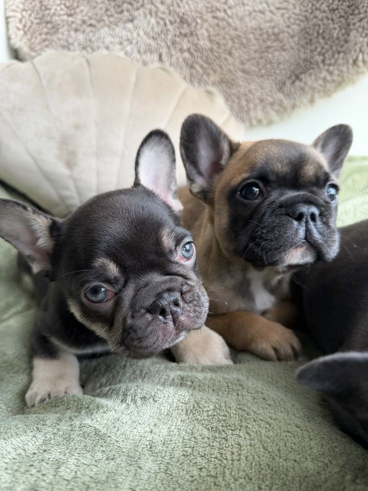 Französische Bulldogge zu adoptieren